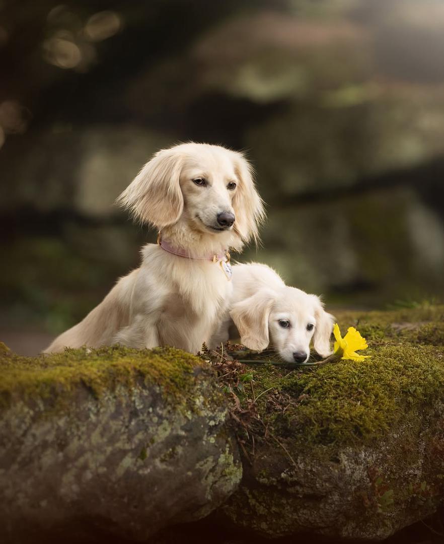 Long Haired Dachshund Puppies: Care, Grooming & Personality Guide