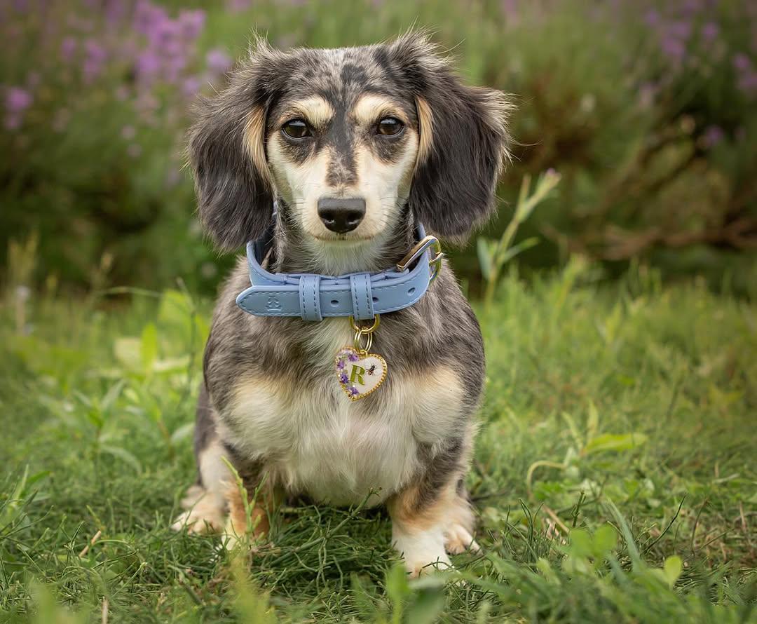 Dachshund Puppy Care Tips: Essential Guide for New Owners