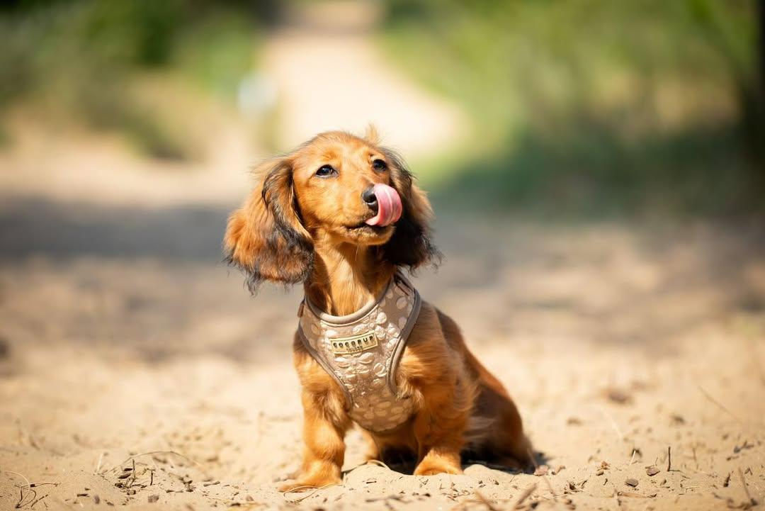 Complete Guide to Dachshund Puppy Care: First 30 Days