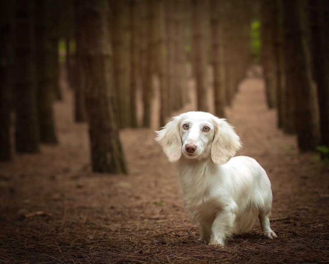 Understanding Dachshund Health: IVDD Prevention and Care